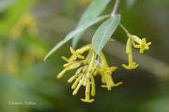 Wikstroemia canescens